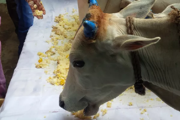 A cow being offered in Gau Daan at Prayagraj